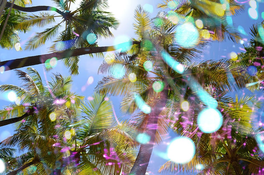 Palmas y Luces II 2013, C-Print, 41.8" x 62.8