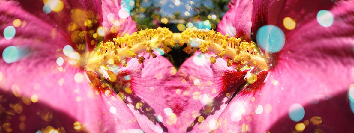 Flor romance: Fruition I 2013, C-print, 19.5"x42"