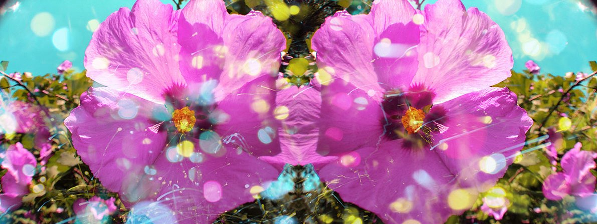 Lila Amapola-ed 2013, C-print, 19.5"x42"