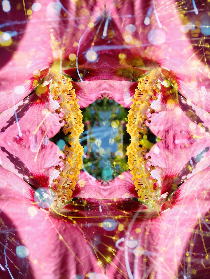Flor romance: Fruition II 2013, C-print,42"x32"